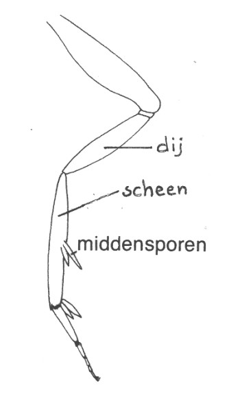 Achterpoot van een Bladroller (Tortricidae).
